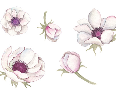 Anemones collection