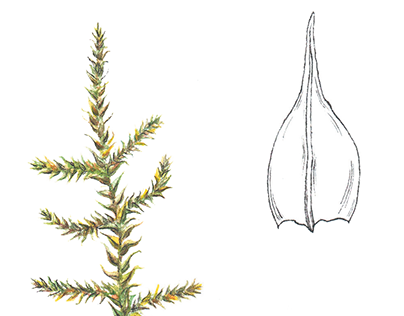 Rare Species of Bashkiria - Botanical illustrations