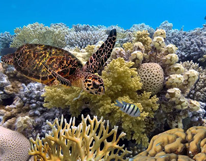What is Happening to the Great Barrier Reef
