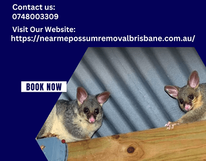 Possum Removal Brisbane l Possum-free environment
