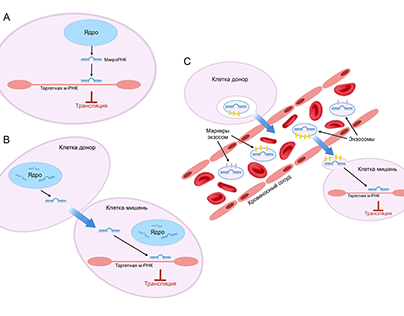 Project thumbnail - MicroRNA biogenesis and mechanism of action