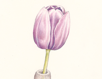 Tulip 170511