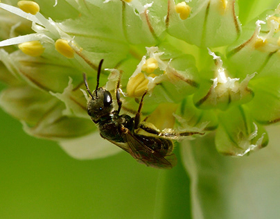 Insects on an onion blossom
