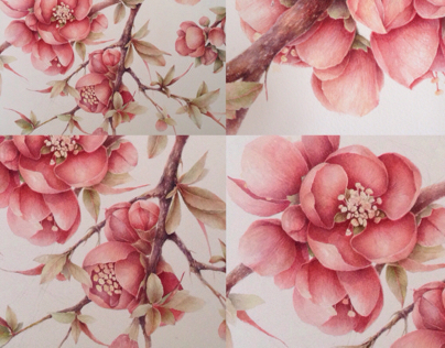 Flowering quince... 50 x 60 cm. Watercolor. "Kimono"