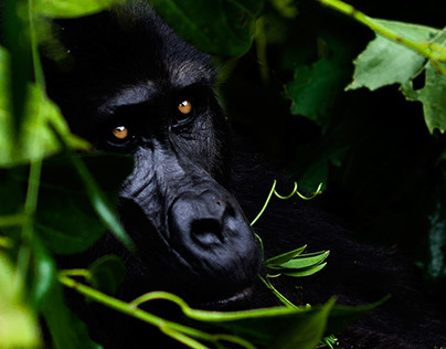 Silverback Gorillas, Bwindi NP