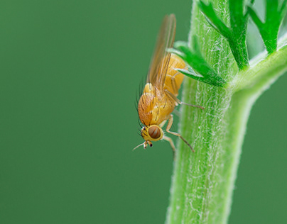Photo Series: Nature / Case 28: Meiosimyza roridas