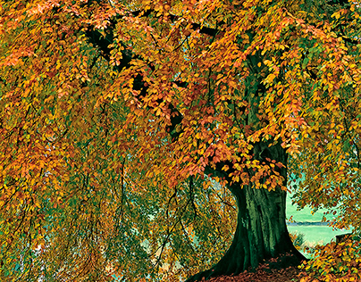 Beech tree in golden autumn colours