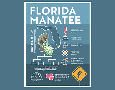 Florida Manatee Infographic