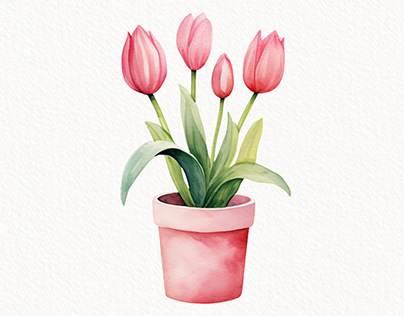 Pink Tulips in Pot Watercolor