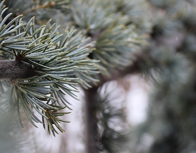 macro- pine tree