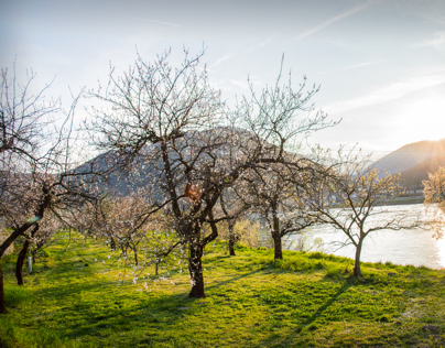 Blooming Apricots at Aggstein, Wachau