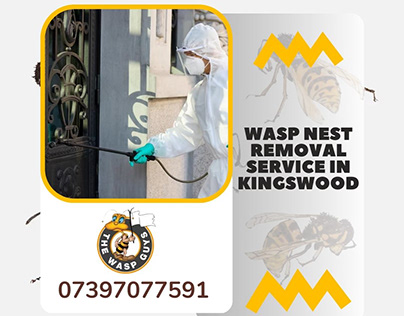 Effective Wasp Nest Removal Service in Kingswood