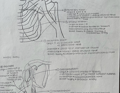 Anterior Thoracoappendicular Muscles & Axillary Artery