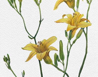 Daylily (Hemerocállis)