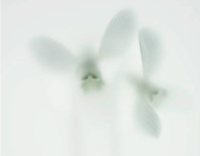 bloom blanc - flowers