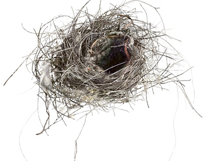 Drawing of an “Empty nest”