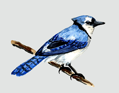 Watercolor Blue Jay