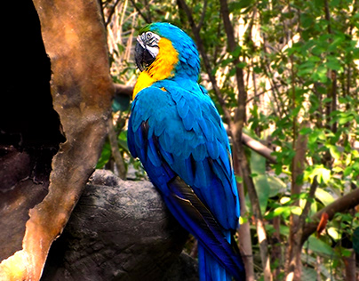 Papagayo Azul - Parque Historico