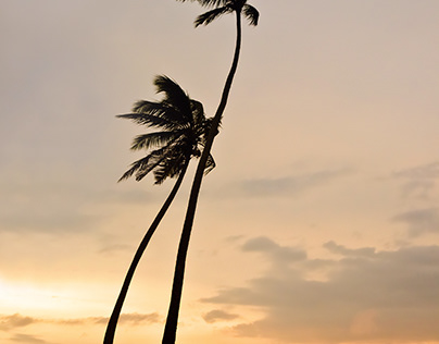 Thoughtful Palms