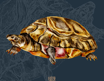 Endemic Reptile in the Philippines_PalawanForestTurtle