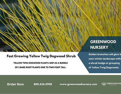 Fast Growing Shrubs For Sale in USA