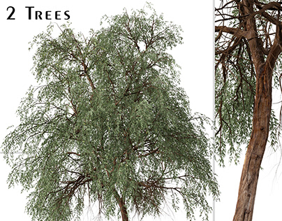 Set of Eucalyptus sideroxylon Tree ( Red ironbark )