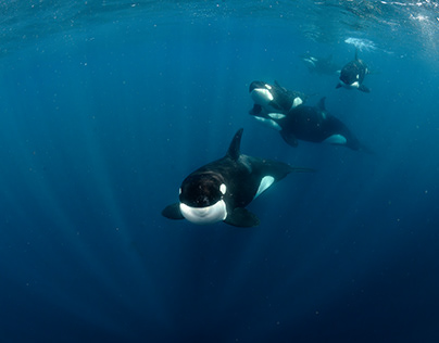 Orcas of the Galapagos Islands