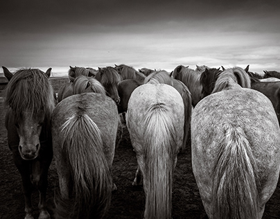 HORSES OF ICELAND