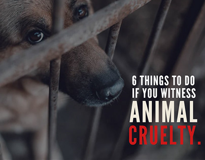 Animal Cruelty Projects | Photos, videos, logos, illustrations and branding  on Behance