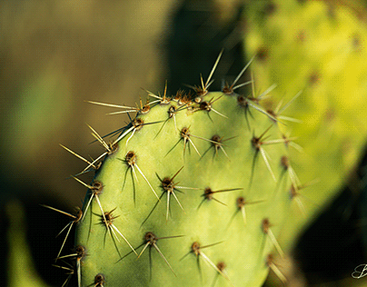 Prickly Radiance