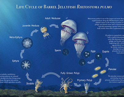 Life Cycle of Barrel Jellyfish