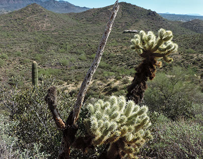 Cholla cactus Looks Over His Stake