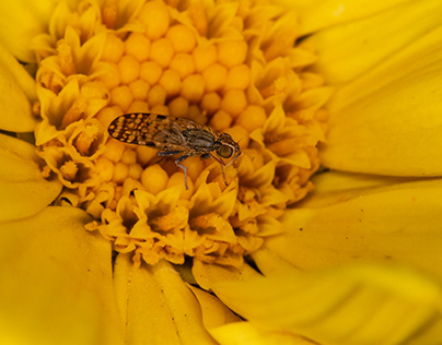 Ultra small pollinator
