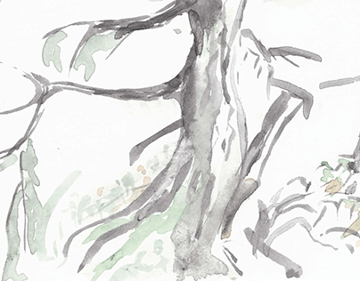 Trees at Nitinaht