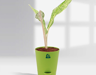 Aglaonema-commutatum-White-dust-pot-plant