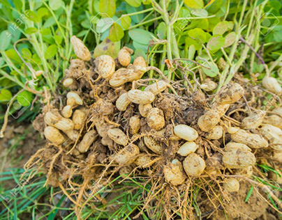 Cara Menanam Kacang Tanah di Polybag
