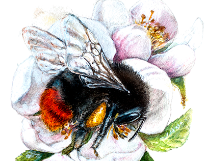 Red-tailed Bumblebee Queen
