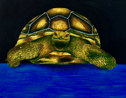 Tortoise illustration