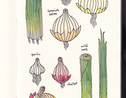 Onion Studies
