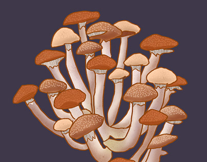 Wild beech mushrooms