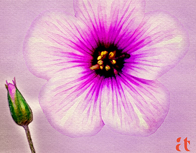 Flower Digital Watercolors Series_23