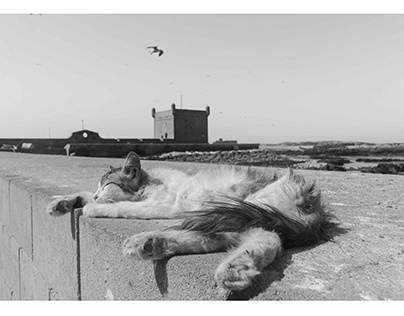 Whispers of Slumber: A Cat's Siesta in Essaouira