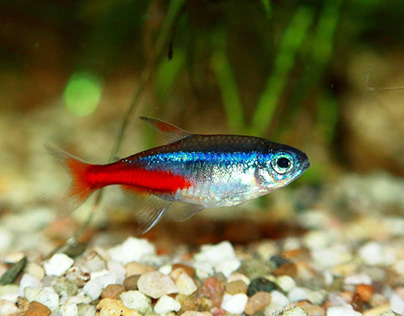 How Long Can Neon Tetra Live Without Food