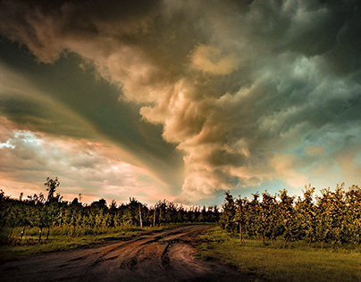 Storm over the apple orchard
