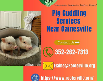Get The Finest Pig Cuddling Services Near Gainesville
