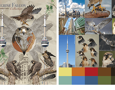 The Peregrine Falcon : Colour & Repeat Project