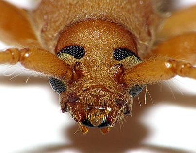 Beetle Portraits