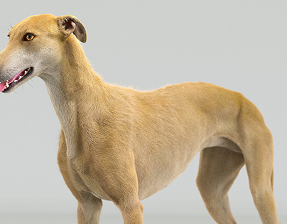 3d animal animation, 3d animal model realistic fur xgen