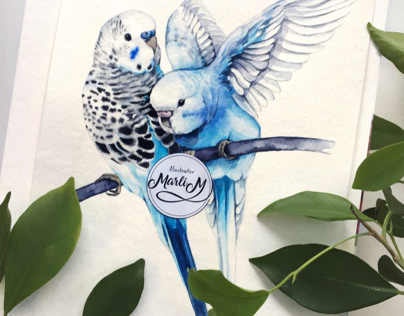 Blue wavy parrots.  Watercolor