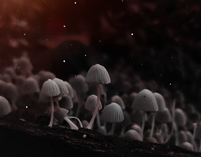 Photography - mushroom